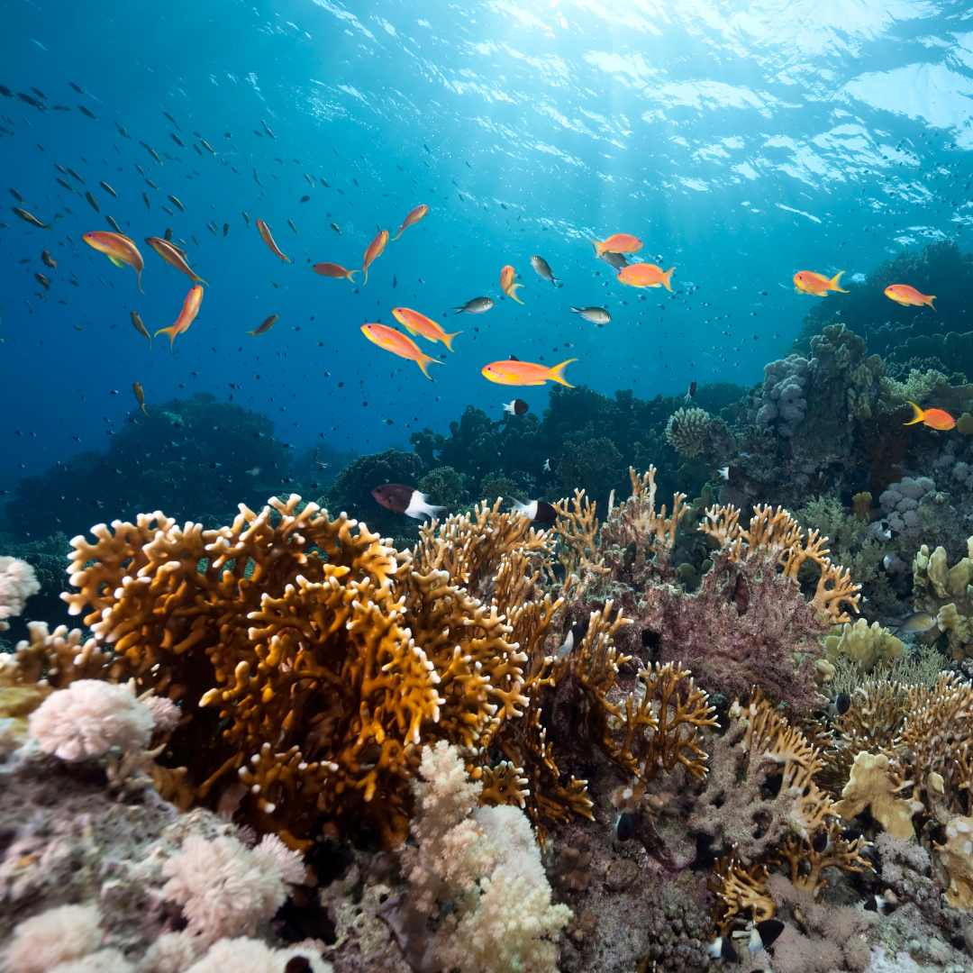 Comprometidos com a Preservação dos Oceanos no Dia Mundial dos Oceanos