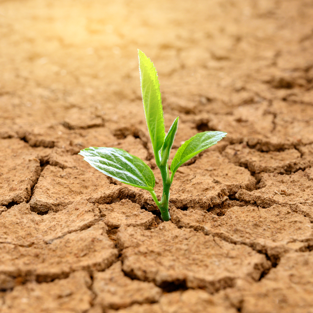 Preservando a Qualidade dos Óleos Essenciais: O Impacto do Combate à Desertificação e à Seca