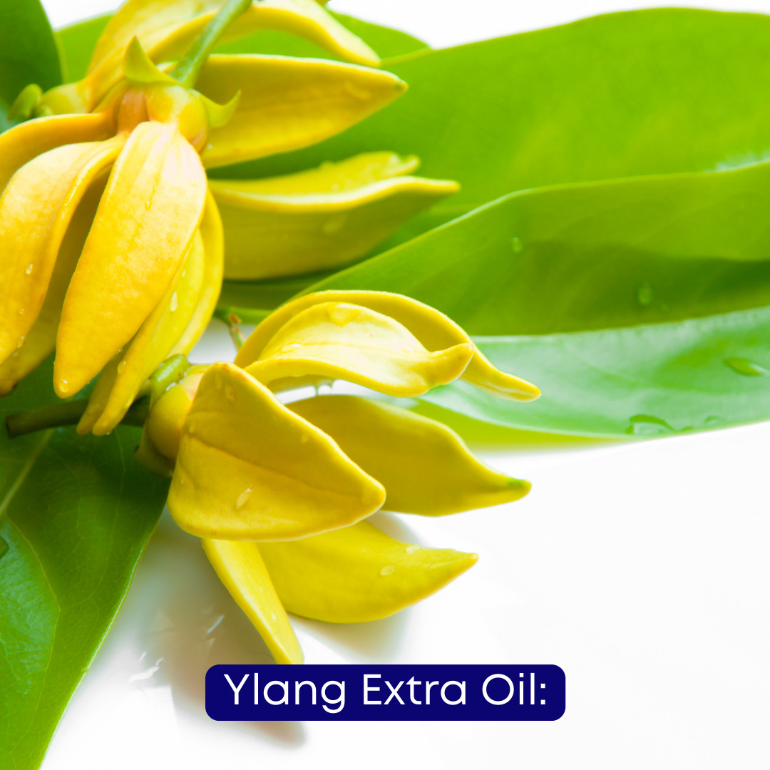 Óleo Essencial de Ylang Extra Oil: Descubra o segredo por trás de seu aroma cativante