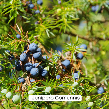 🌿🌲Sinta o Efeito Revigorante do Junípero Communis da Natural Oil para o Seu Bem-Estar 🌿🌲