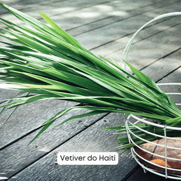 Apaixone-se pelos Benefícios do Vetiver Haiti da Natural Oil - Venha conhecer! 🌿🌴