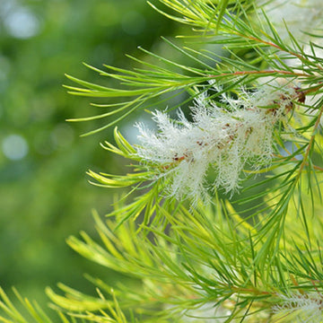 🌿Curiosidade sobre o Óleo Essencial Tea Tree 🌿