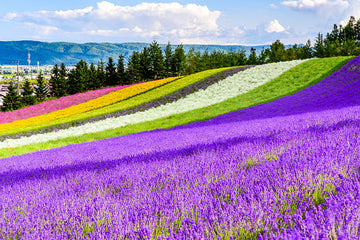 A Importância da Natureza nos Óleos Essenciais Naturais: O Tesouro Escondido na Flora