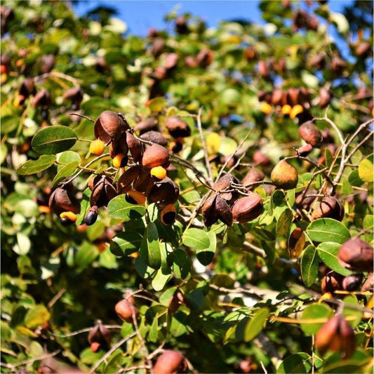 Óleo de Copaíba: propriedades terapêuticas, usos e cuidados