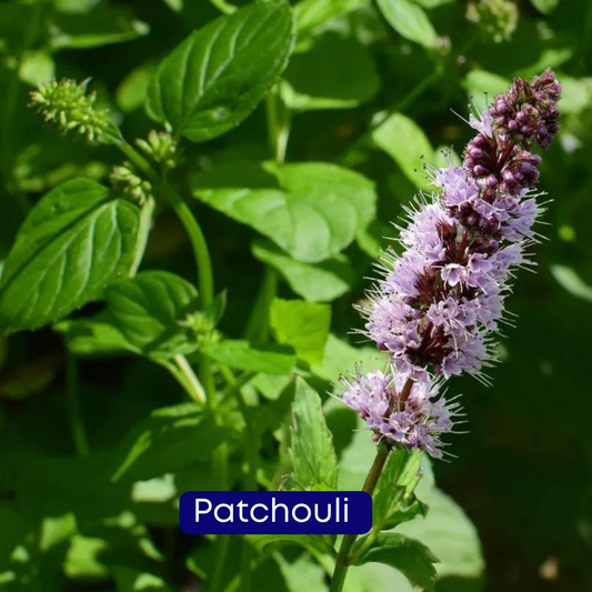 Óleo essencial de Patchouli: relaxe, respire e viva melhor