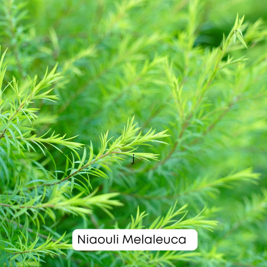 Óleo Essencial de Niaouli Melaleuca: Benefícios e Como Usar