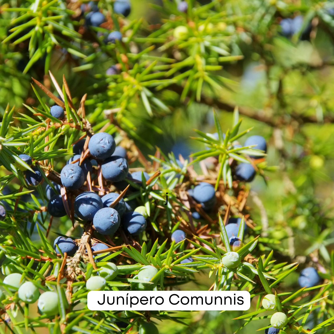 🌿🌲 Notícia Persuasiva: Descubra o Poder Revigorante do Junípero Comunnis da Natural Oil para o seu Bem-Estar! 🌿🌲