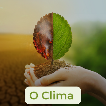 A Importância do Clima na Extração de Óleos Essenciais de Qualidade