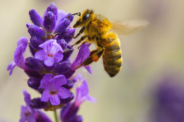 A Importância das Abelhas: Parceiras Essenciais para a Natureza e para a Nossa Empresa de óleos essenciais Natural Oil.