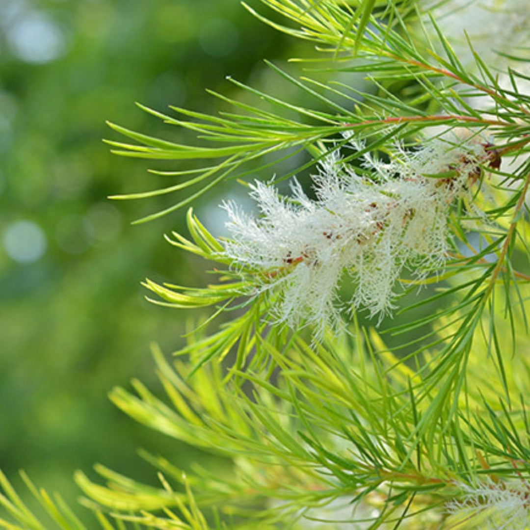 🌿 Notícia - Curiosidade sobre o Óleo Essencial Tea Tree 🌿