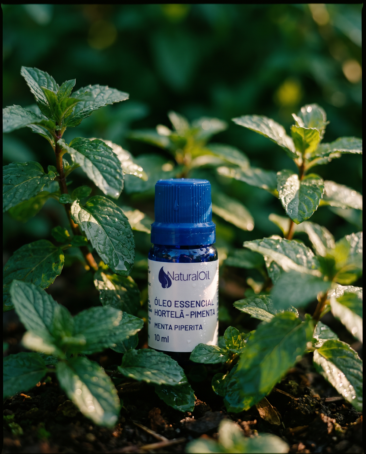 Eucalyptus Globulus Essential Oil